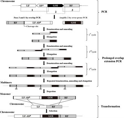 Random Mutagenesis by Insertion of Error-Prone PCR Products to the Chromosome of Bacillus subtilis